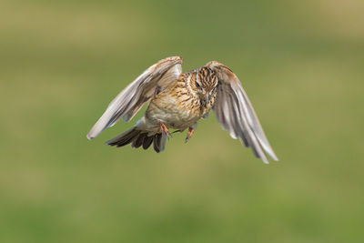 Close-up of eagle flying