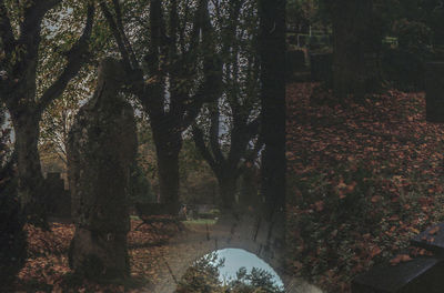 Trees in forest during autumn