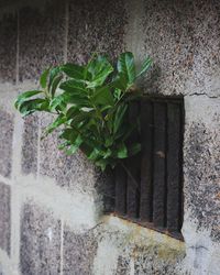 Close-up of plant against wall