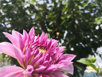 Close-up of pink flower