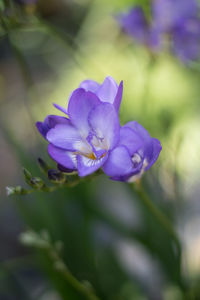 Close-up of purple flowering plant