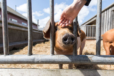 Close-up of man with pig