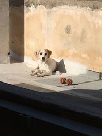 Dog sitting outdoors