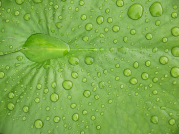Water drops on green lotus leaf after rain