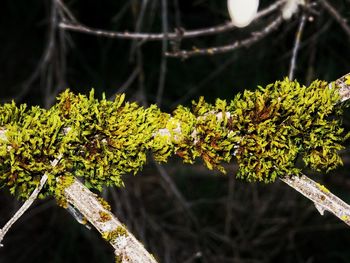 Close-up of fresh green plant