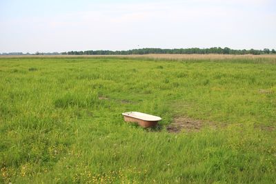 Scenic view of grassy field