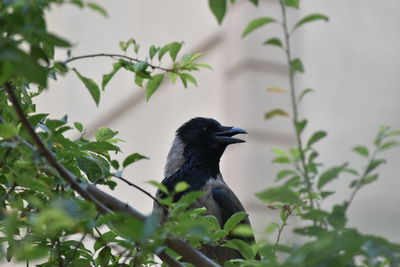 Bird perching on a tree