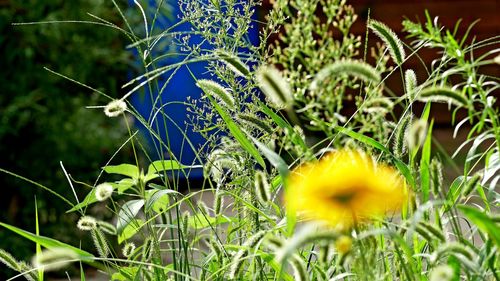 Close-up of yellow flowering plants on field