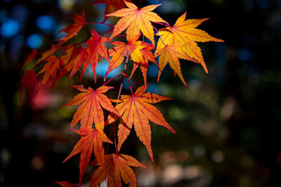 Close-up of maple leaves