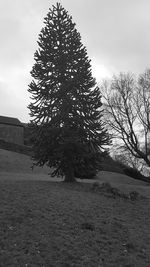 Trees on landscape against sky