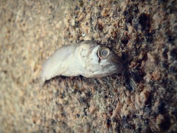 Close-up of fish on rock