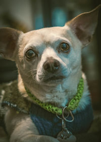 Close-up portrait of dog