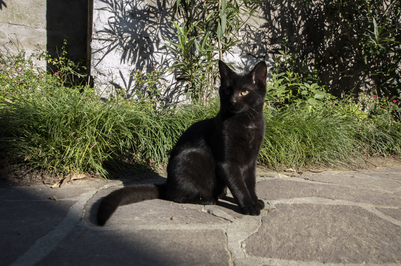 PORTRAIT OF A CAT SITTING ON PLANT