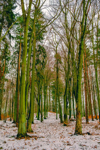 Scenic view of trees on landscape against sky