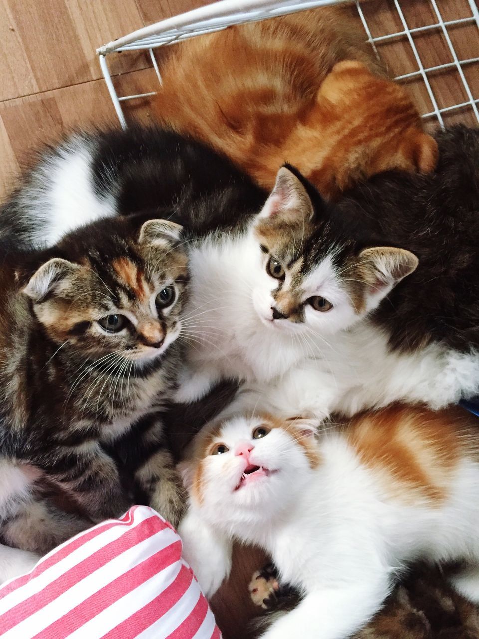 domestic animals, domestic cat, pets, animal themes, cat, mammal, feline, indoors, one animal, whisker, relaxation, two animals, portrait, looking at camera, kitten, high angle view, togetherness, resting, young animal, lying down