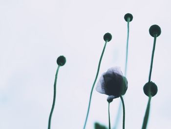 Low angle view of flowers