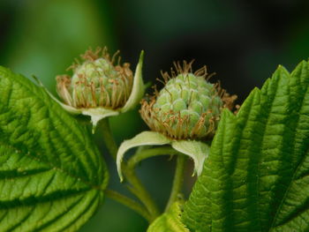 Close-up of fresh green plant