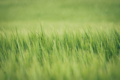 Full frame shot of crops growing on field