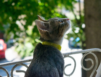Close-up of cat