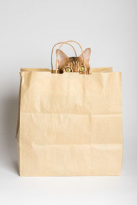 A cute bengal cat peeks out of a paper bag. white background. studio shot.