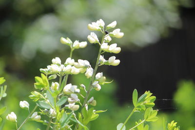 Close-up of white flowering plant