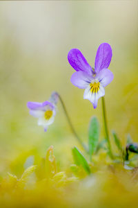 Close-up of purple crocus blooming outdoors