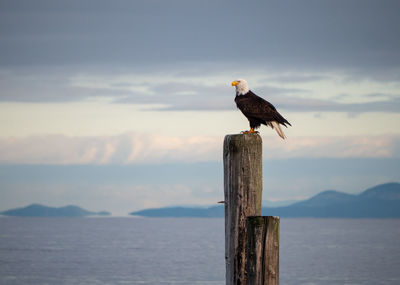 Bird perching on wooden post in sea against sky