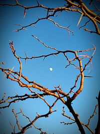 Low angle view of bare trees against blue sky