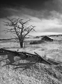 Bare tree on field against sky