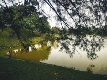 Trees by lake in forest