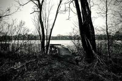 Bare trees in water