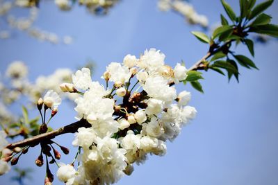 Low angle view of cherry blossoms in spring