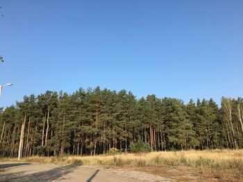 Road amidst trees against clear blue sky