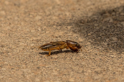 Close-up of crab on sand