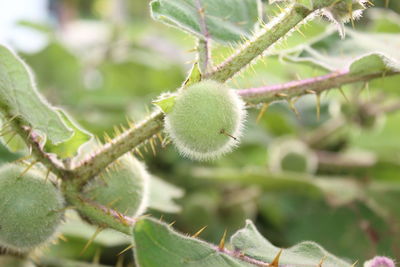 Close-up of fresh green plant