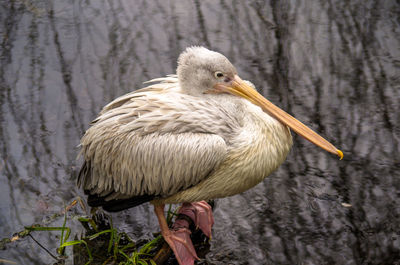 Close-up of pelican perching on shore