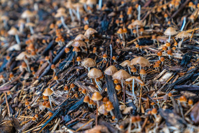 High angle view of mushrooms growing on field