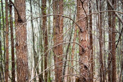 Ivy growing on tree trunk in forest