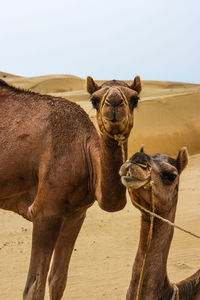 Horses in a desert