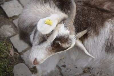 High angle view of a rabbit