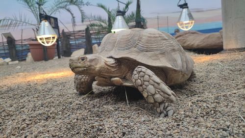 Close-up of a turtle in a city