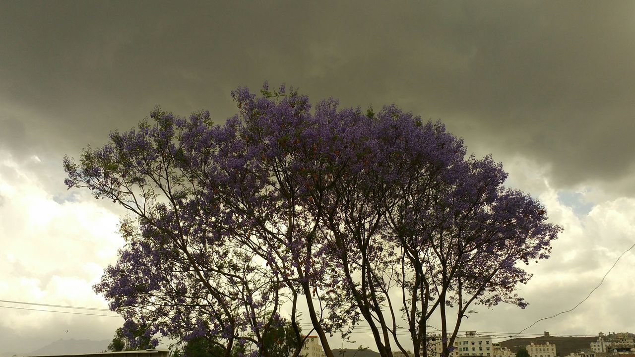 tree, low angle view, sky, branch, growth, cloud - sky, nature, beauty in nature, silhouette, cloudy, tranquility, outdoors, no people, cloud, day, built structure, high section, scenics, building exterior, flower