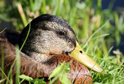 Close-up of a bird on field