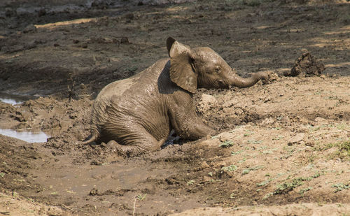 High angle view of elephant on field