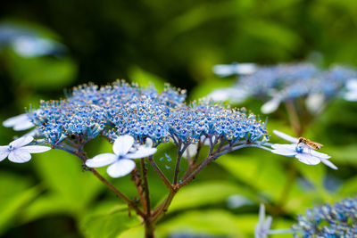 Close-up of purple flowering plant