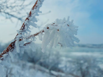 Close-up of frozen plant