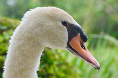 Close-up of mute swan