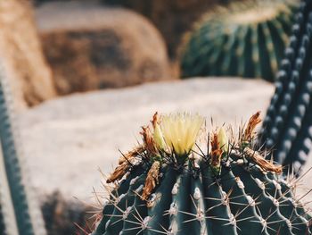 Close-up of prickly pear cactus