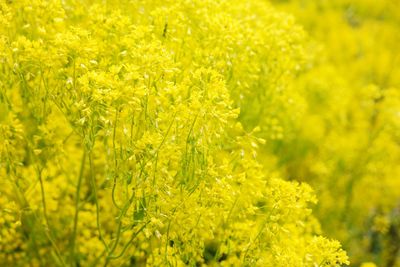 Close-up of yellow flowering plant on field