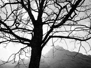 Low angle view of silhouette bare tree against sky